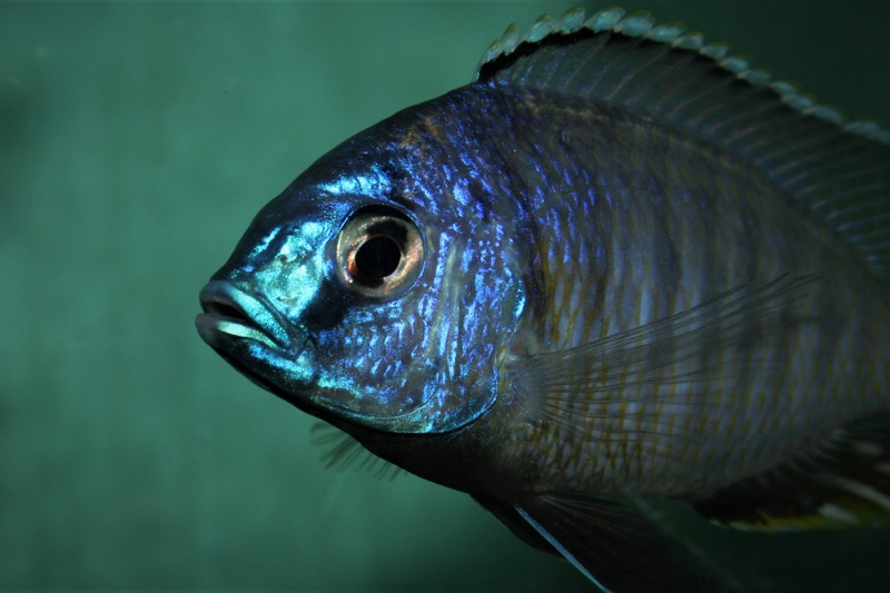 Copadichromis atripinnis 'Chiofu'